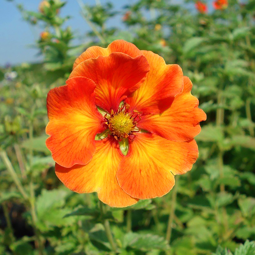 Potentilla - Potentilles vivaces