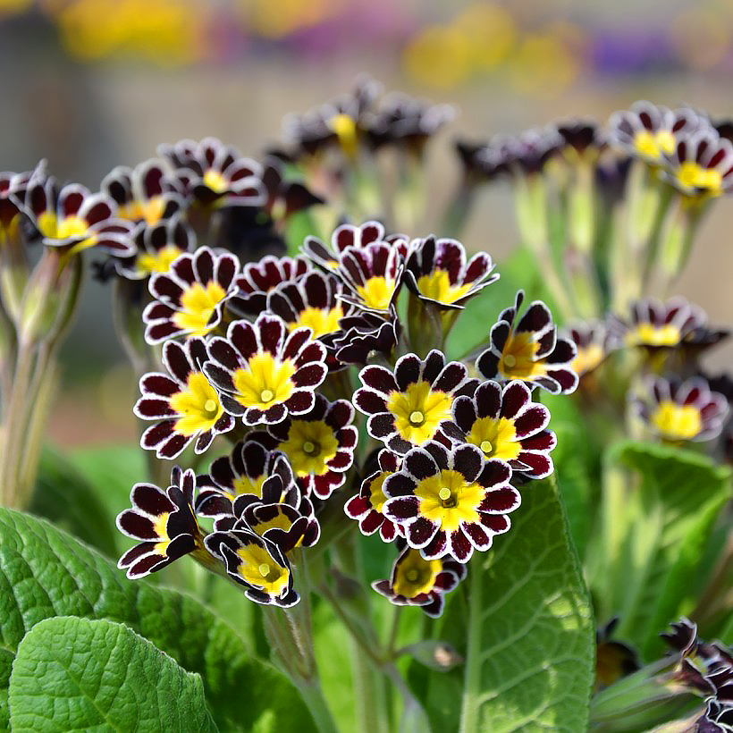 Primula - Primevères