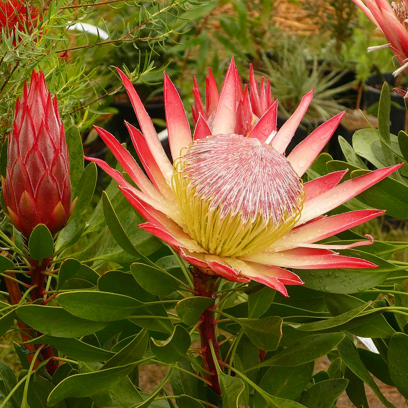 Protea - Protées