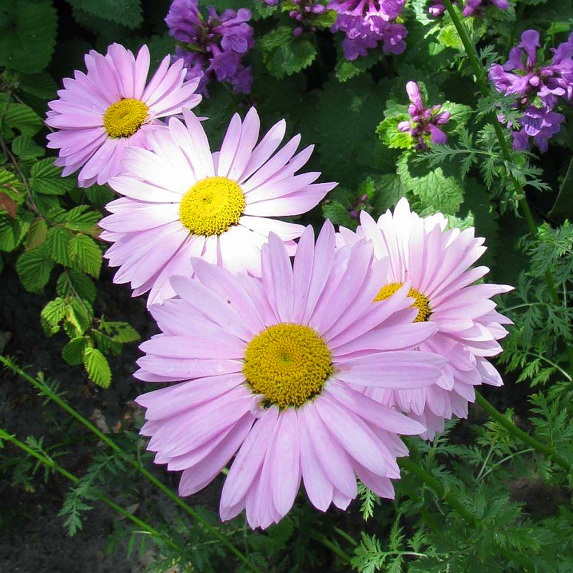 Tanacetum - Pyrèthres
