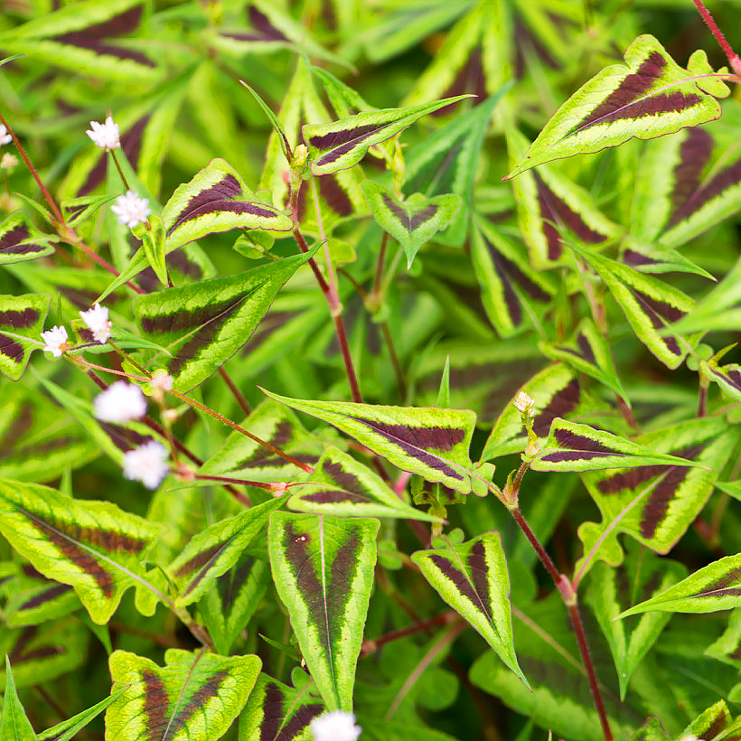 Persicaria - Renouées
