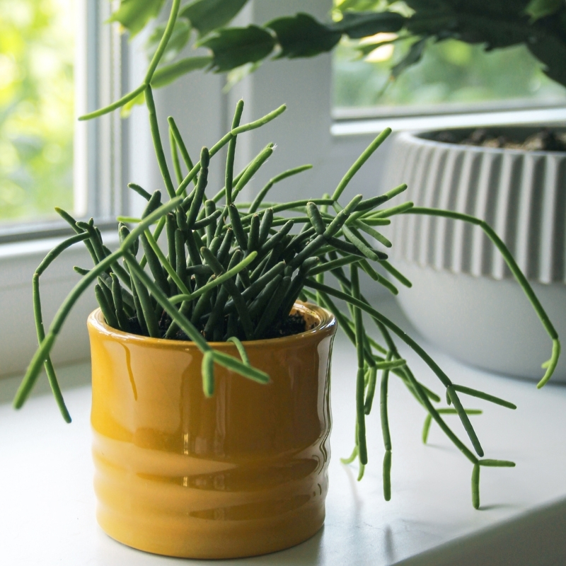 Rhipsalis - Cactus-gui