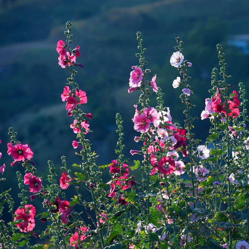 Alcea - Roses trémières
