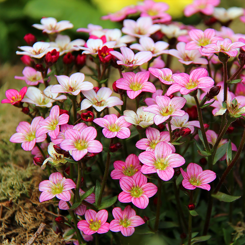 Saxifraga - Saxifrages