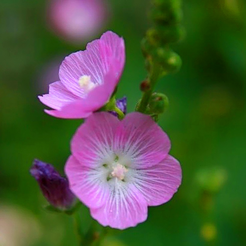 Sidalcea - Sidalcées