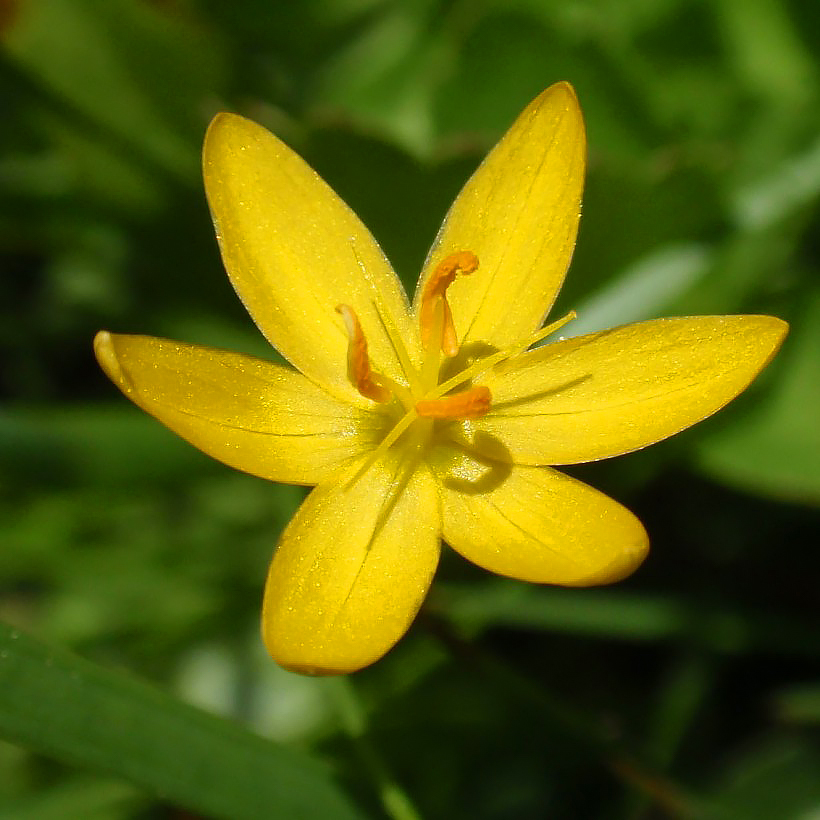 Sisyrinchium - Bermudiennes