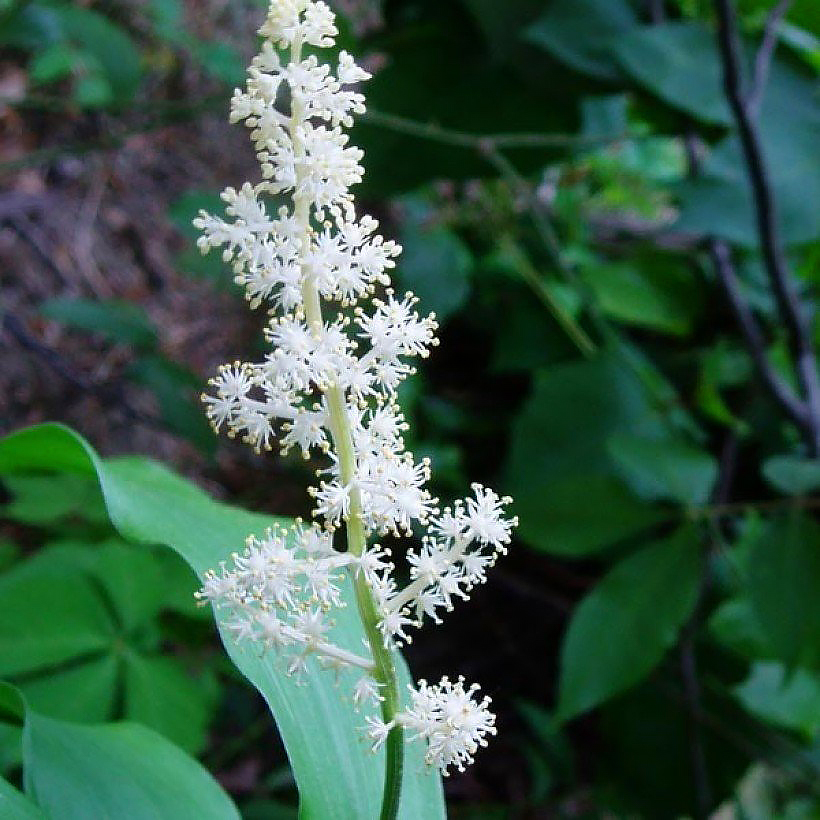 Smilacina - Faux Sceau de Salomon