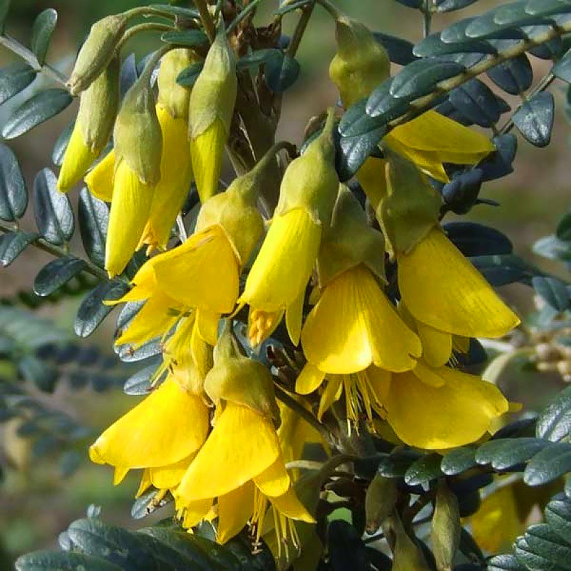 Sophoras - Styphnolobium