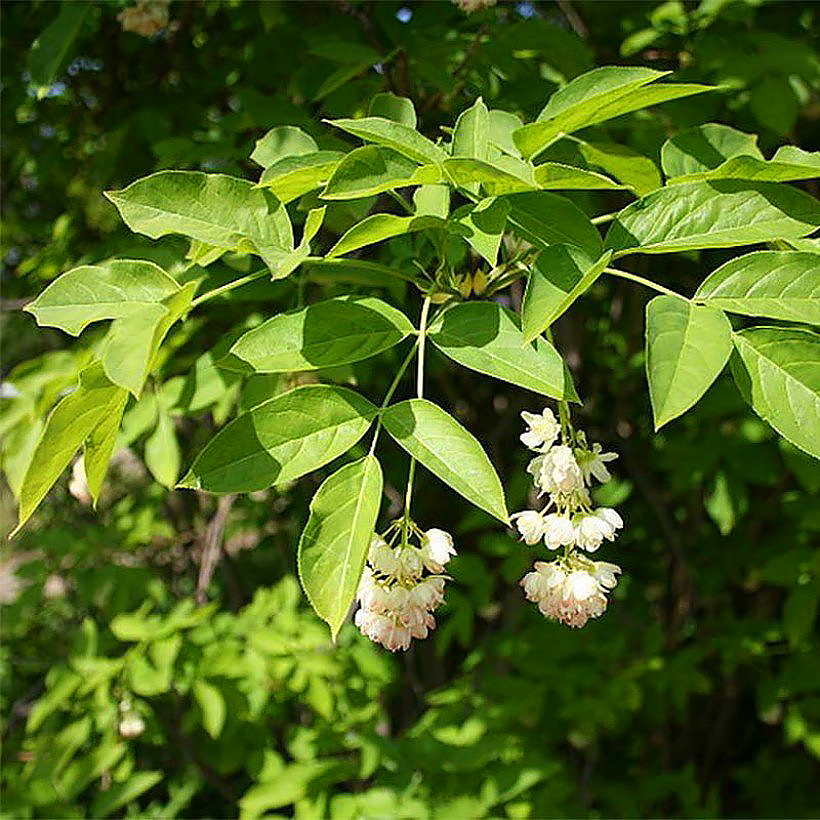 Staphylea - Staphyliers, Faux-pistachiers