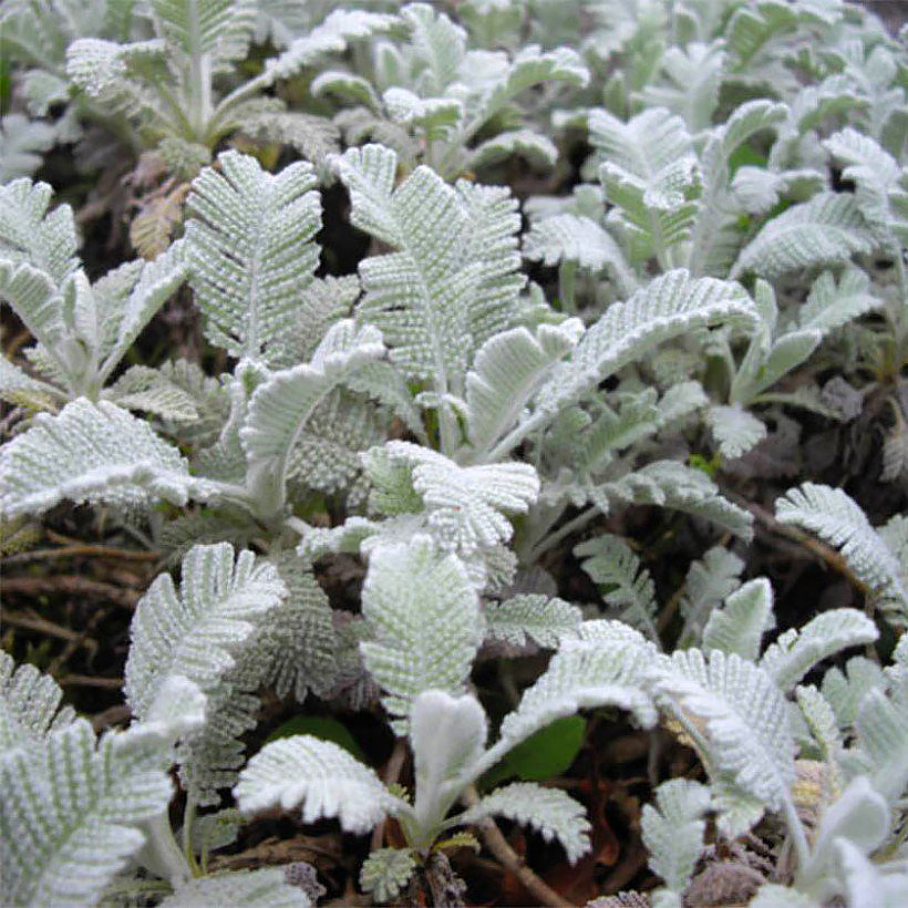 Tanacetum - Tanaisies