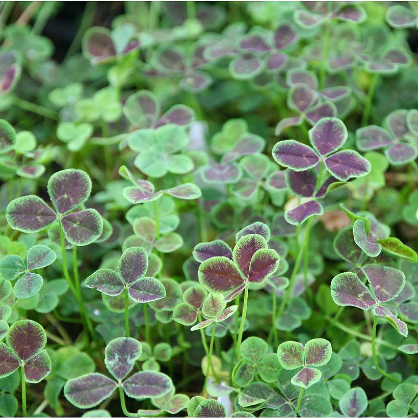 Trifolium - Trèfles