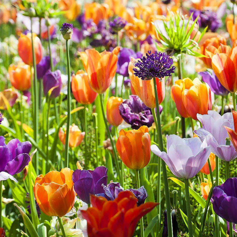 Tulipes - Tulipa