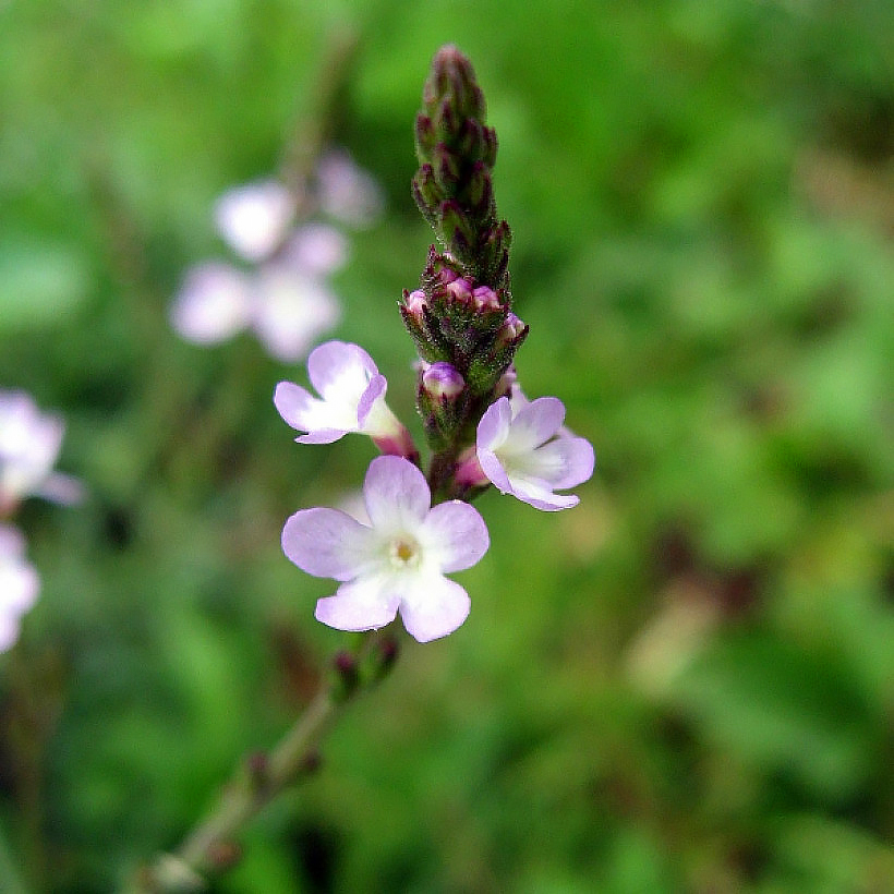 Verbena - Verveines