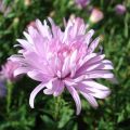 Aster Novi Belgii Fellowship