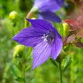 Platycodon grandiflorus Fuji Blue