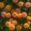 Rosier Anglais Lady Of Shalott0