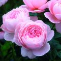 Rosier anglais Queen of Sweden® - Austiger
