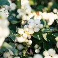 Symphorine, Symphoricarpos doorenbosii White Hedge