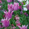 Tulipe Fleur de Lis Ballade
