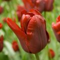 Tulipe Triomphe Jan Reus