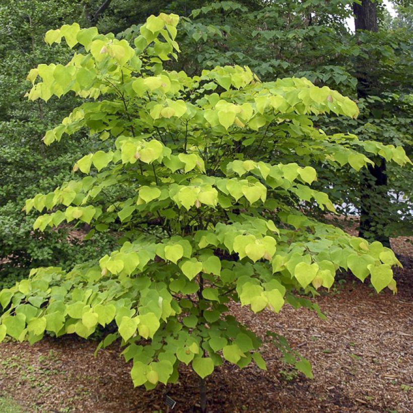 Cercis canadensis Hearts of Gold - Arbre de Judée doré (Plant habit)