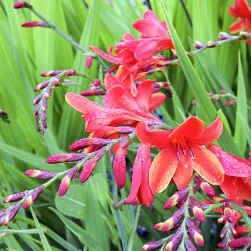 Crocosmia hybride Philippa Browne - Montbretia (Flowering)
