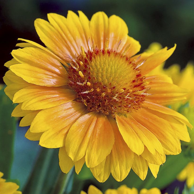 Graines de Gaillarde vivace Arizona Apricot  (Flowering)