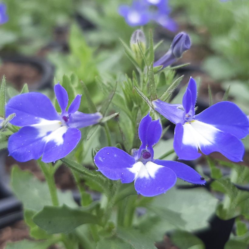 Lobélia Hot Bavaria (Flowering)