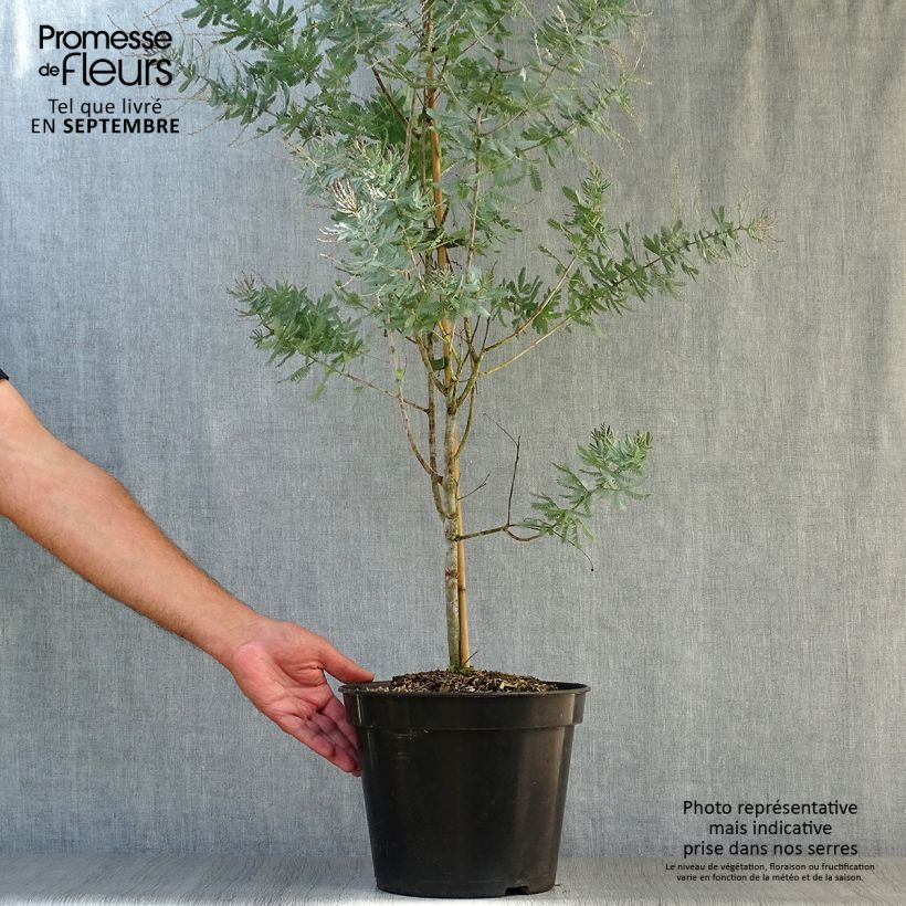 Example of Acacia baileyana Songlines - Mimosa de Bailey Pot de 6L/7L as you get in automne