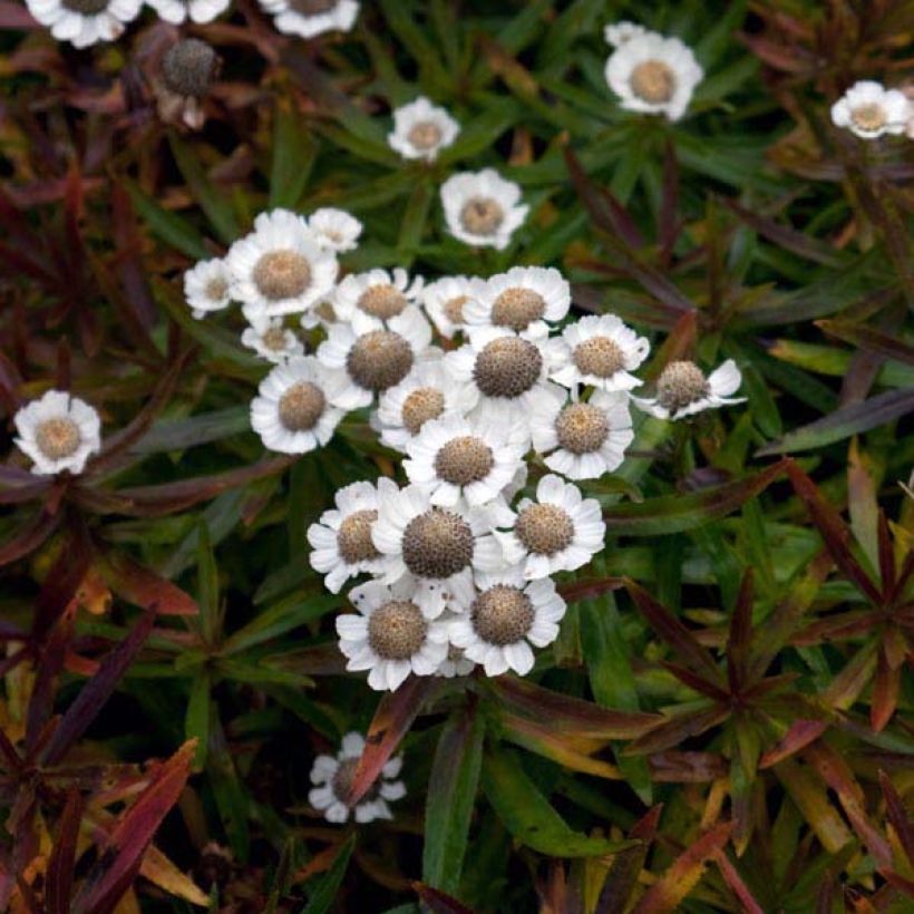 Achillée ptarmica Nana Compacta (Plant habit)