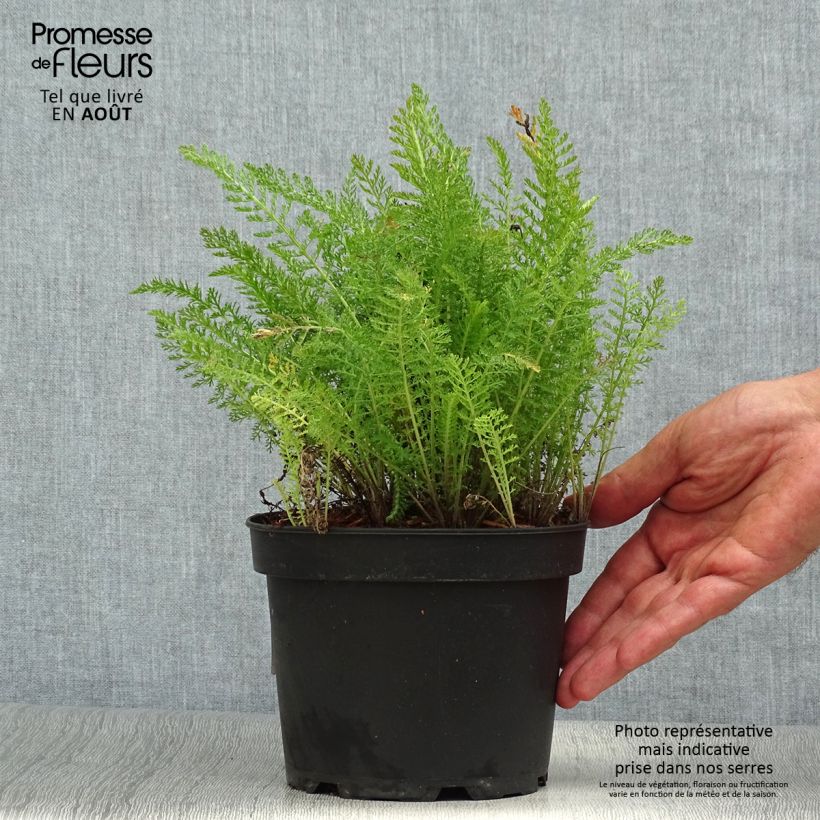 Example of Achillée millefolium Summer Pastels Pot de 2L/3L as you get in ete