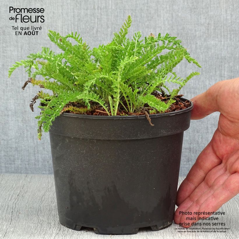 Example of Achillée millefeuille White Beauty Pot de 2L/3L as you get in ete