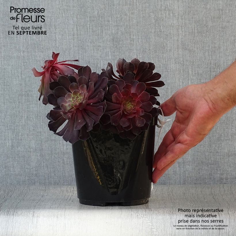 Example of Aeonium arboreum Tip Top - Aéonium en arbre Pot de 3L/4L as you get in automne