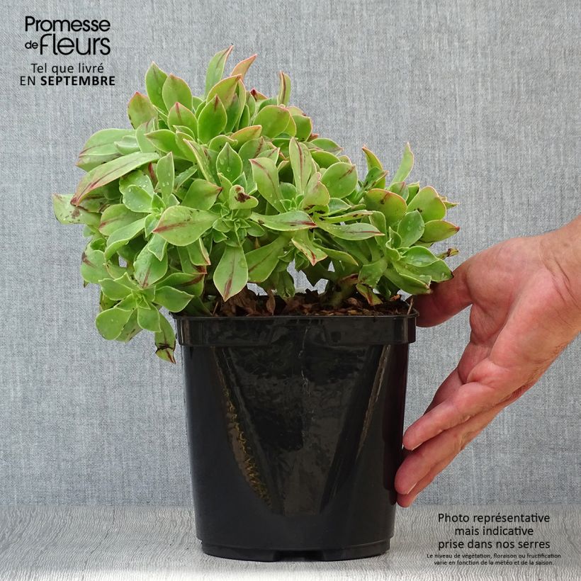 Example of Aeonium leucoblepharum Yemen Pot de 3L/4L as you get in automne