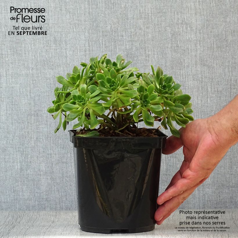 Example of Aeonium occidentale Pot de 3L/4L as you get in automne