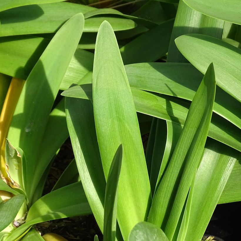 Agapanthe Full Moon (Foliage)