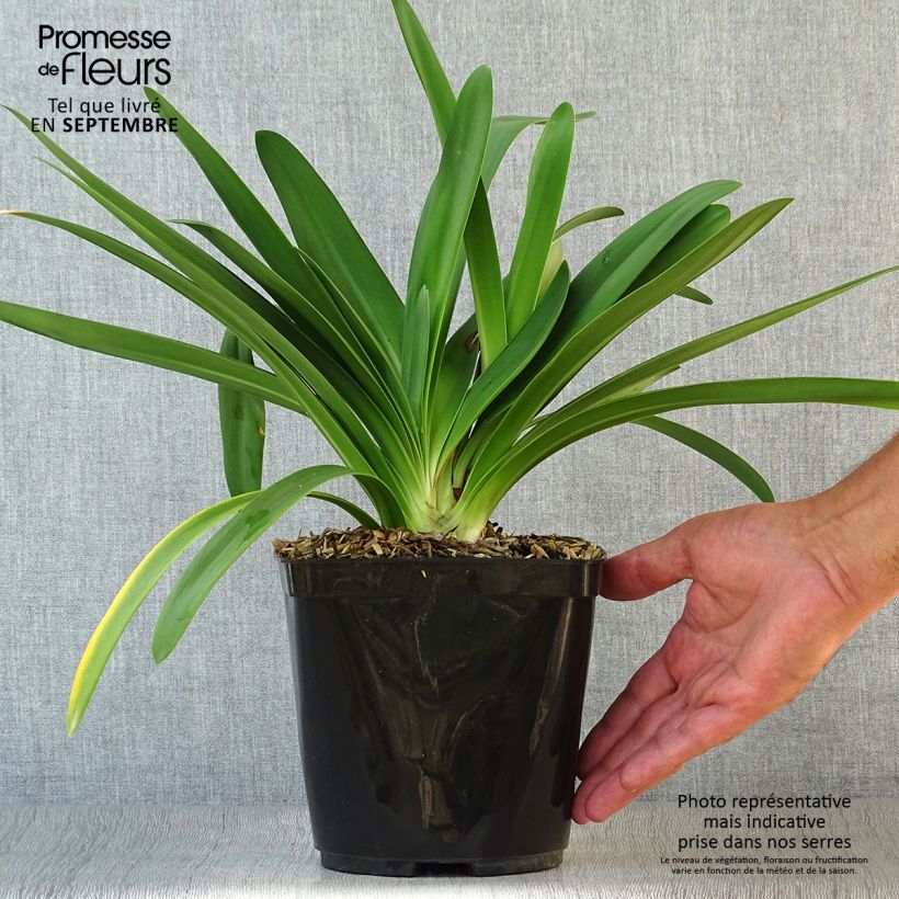 Example of Agapanthe Full Moon Pot de 2L/3L as you get in automne