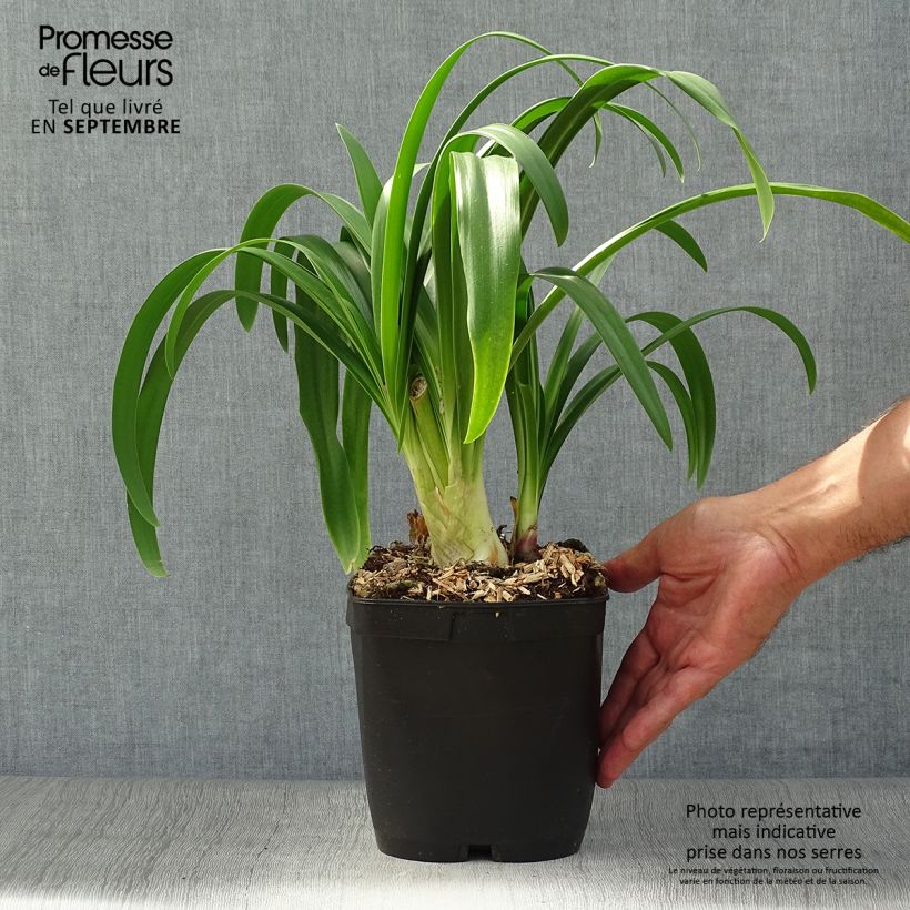 Example of Agapanthe Vallée de l'Authion Pot de 2L/3L as you get in automne