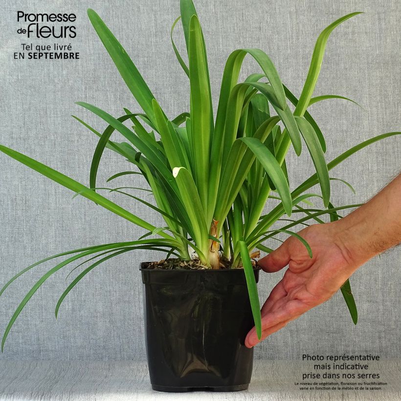 Example of Agapanthe Vallée de la Sarthe Pot de 2L/3L as you get in automne