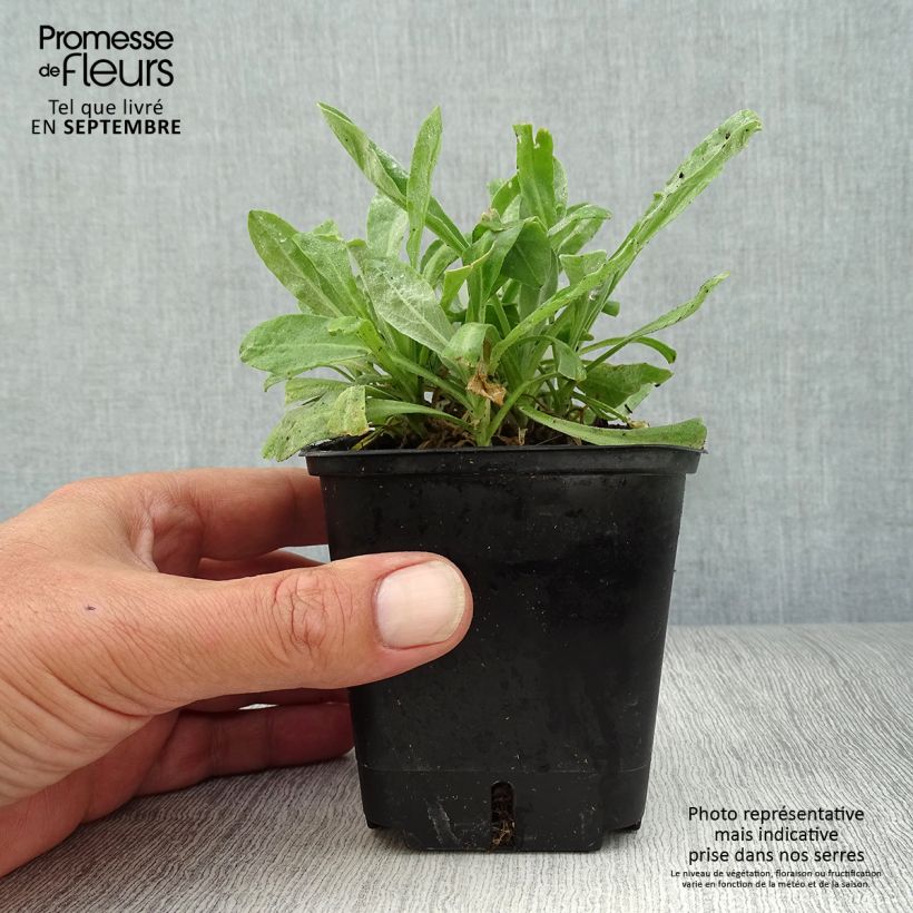 Example of Alyssum saxatile Compactum - Corbeille d'Or Godet de 8/9 cm as you get in automne