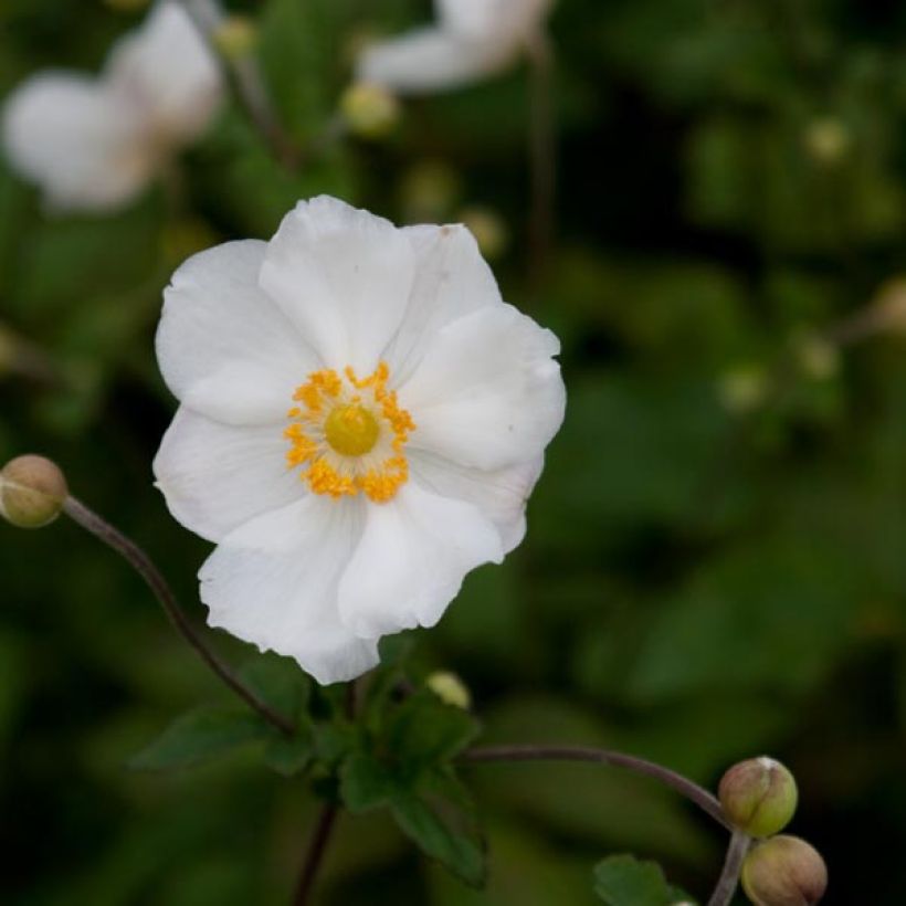 Anémone japonaise Andrea Atkinson - Anemone (x) hybrida (Flowering)