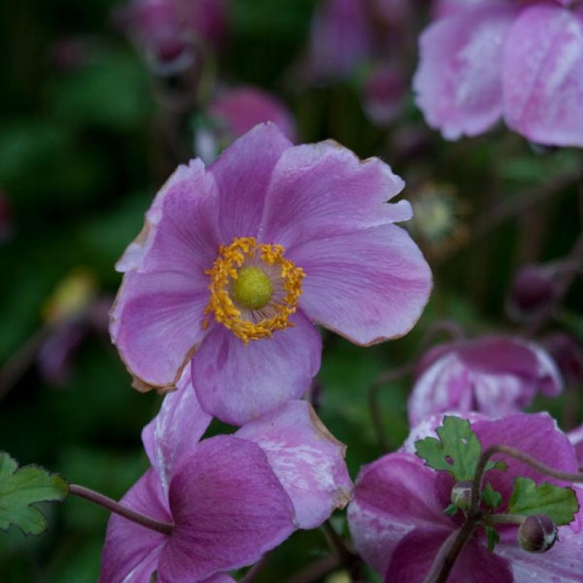 Anémone japonaise Rosenschale (Flowering)