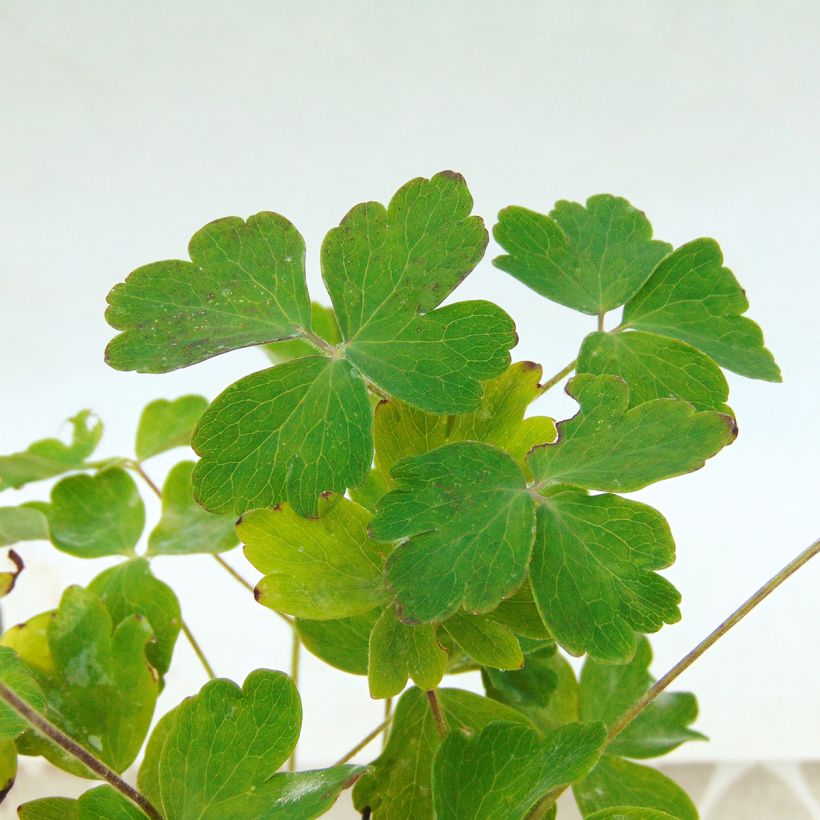 Ancolie Winky Double Rose White - Aquilegia vulgaris (Foliage)