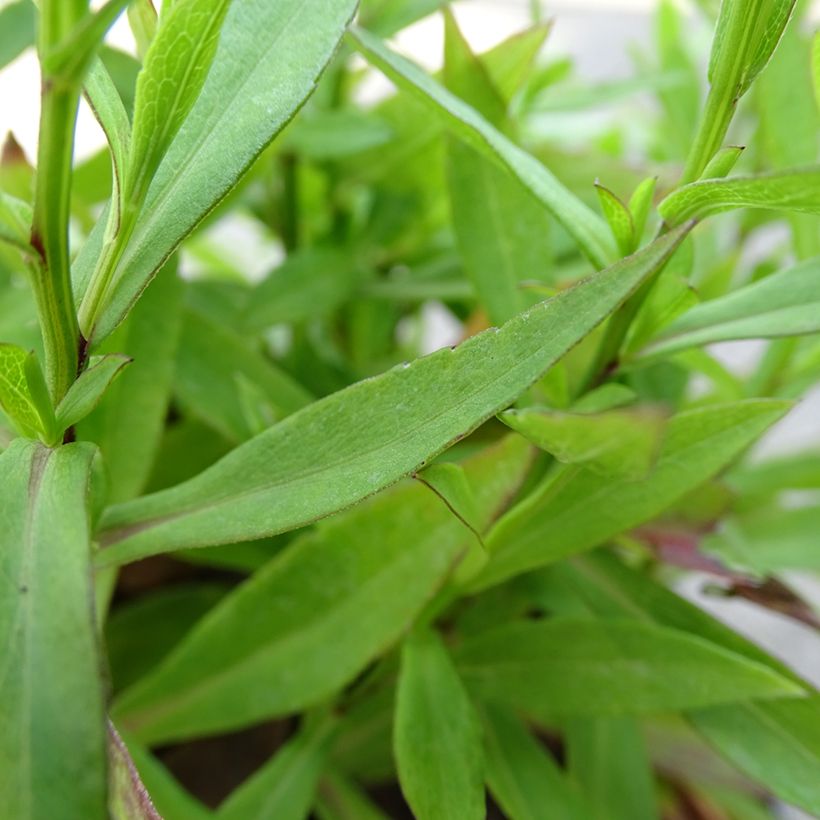 Aster ageratoides Asmoe - Aster nain d'automne (Foliage)