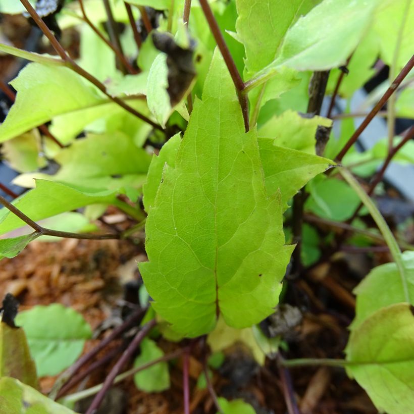 Aster tradescantii - Aster d'automne (Foliage)