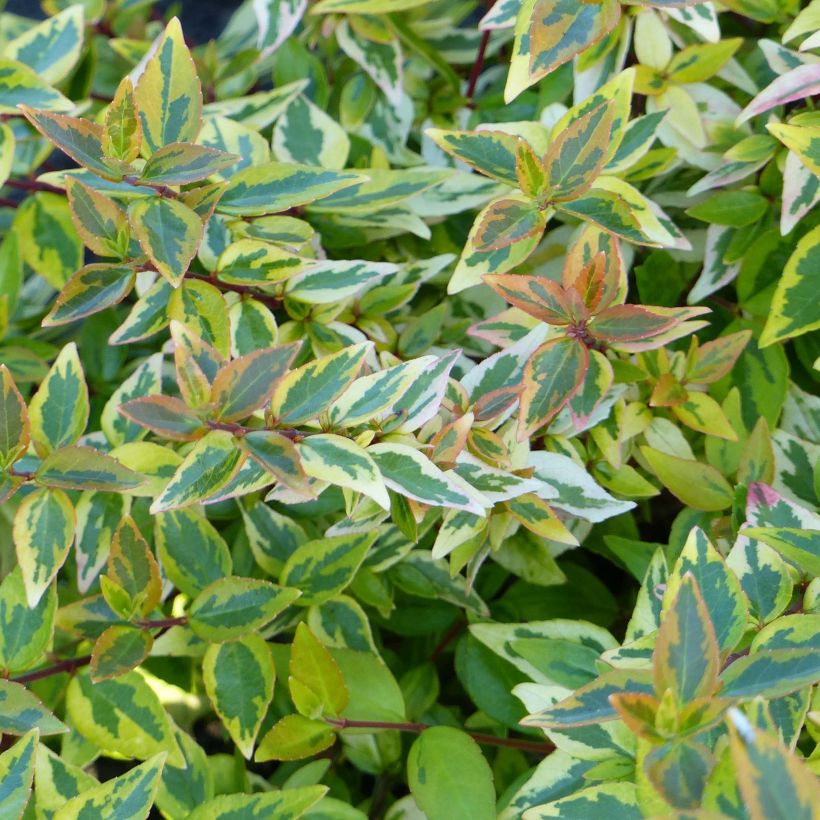 Abelia (x) grandiflora Happy Daydream (Foliage)