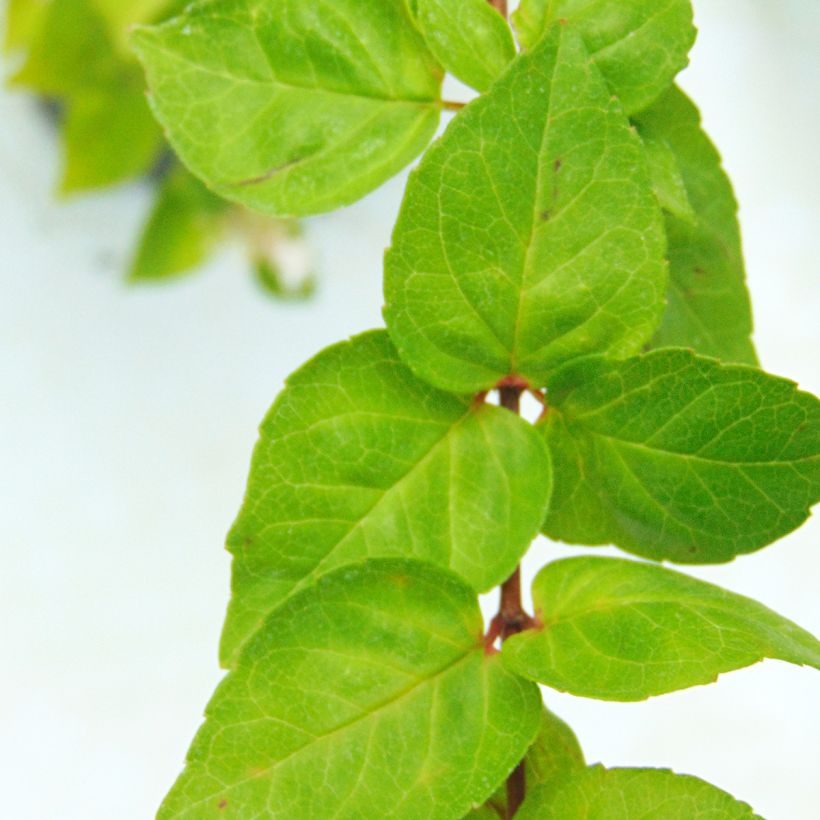 Abelia chinensis - Abélia de Chine (Foliage)