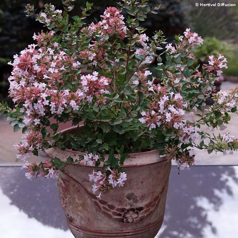 Abelia chinensis Autumn Festival - Abélia de Chine (Plant habit)