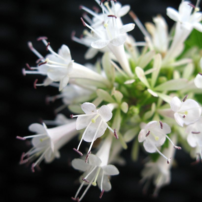 Abelia chinensis White Surprise - Abélia de Chine (Flowering)
