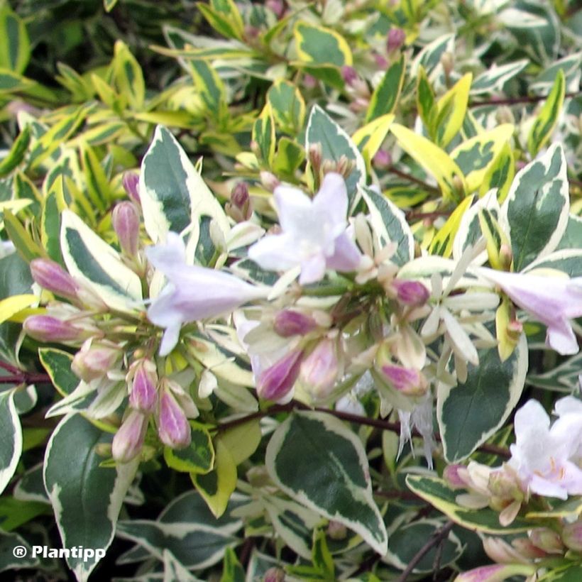 Abelia grandiflora Hopley's - Abélia à grandes fleurs (Flowering)